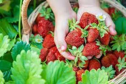 Aywal Good Quality Strawberry Fruit Seed