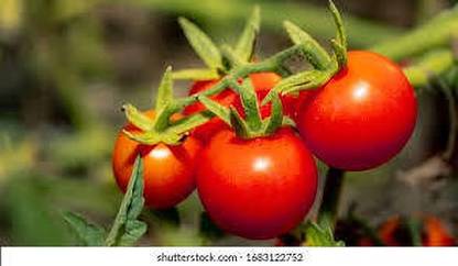 XOLDAA hybrid f1 quality tomato seeds Seed