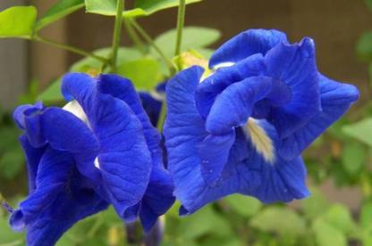 BHUSAN Kolkata Orchid Online { BLUE + White NEELKANTA} Seed
