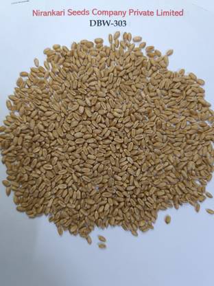nsco DBW-303 || KARAN VAISHNAVI || WHEAT SEEDS || 10KG || NSCO QUALITY SEEDS Seed