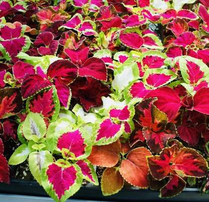 MYAT COLEUS HYBRIDUS - RAINBOW MIX Seed