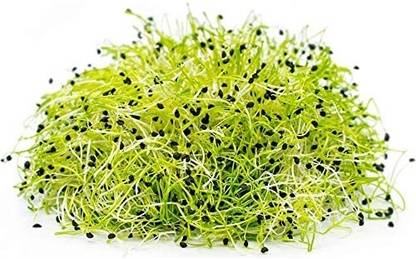 KNESSiN Organic Microgreens Sprouting Seed Onion Seeds - Very Easy to Grow Seed