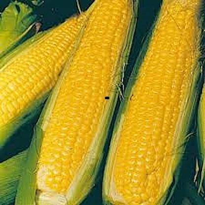 VibeX ® VMR-556 NK 199 Sweet Corn Treated Seeds Seed