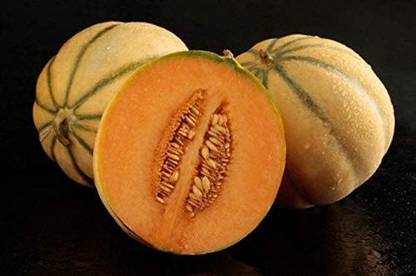 WILLVINE GUA-390 Tuscan Cantaloupe - Super-Sweet Musk Melon Seed