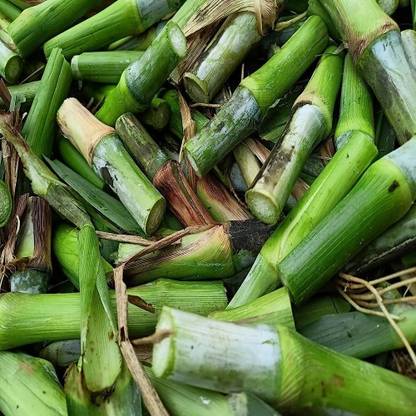 Arshiayat Super Napier Grass Sticks Seed