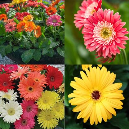 ibains Gerbera seeds for planting 38 Seed