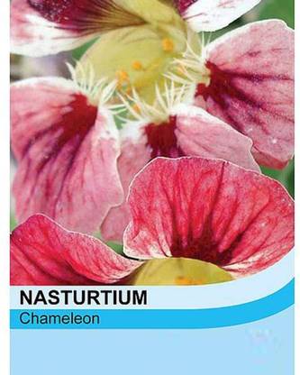 CYBEXIS Nasturtium Seeds 'Chameleon' Tropaeolum Colour-Changing Seed