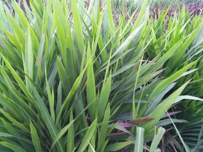 N.G.M. AGROCARE Smart/Dwarf/Indonesia Multi-Cut Hybrid Napier Grass slips/Sticks for Cultivation Seed