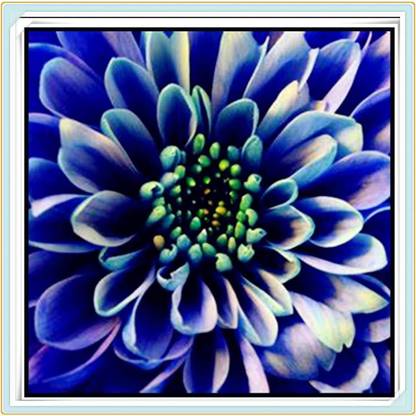 VibeX GUA-83 - Dinner Plate Dahlia Decoration - (60 Seeds) Seed