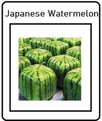 WILLVINE XLR-448 Square Watermelons Seeds Dark Green Seed