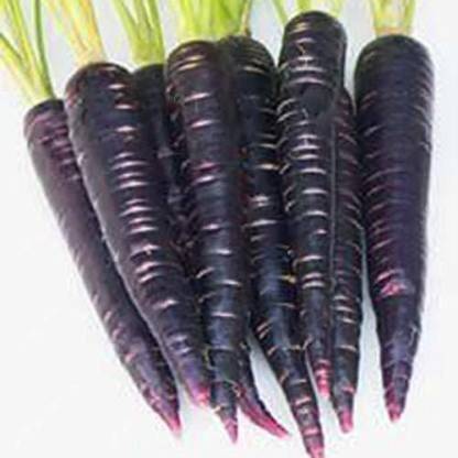 BALA PLANT CREATION VibeX ™ XL-254-Farm Black Carrot Seed-120 x Seeds Seed (120 per packet) Seed