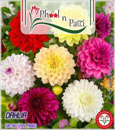 Phool n Patti Dahlia Special Mixed Seed