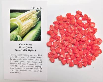 VibeX HUA-14 - Corn Sweet Silver Queen - (750 Seeds) Seed