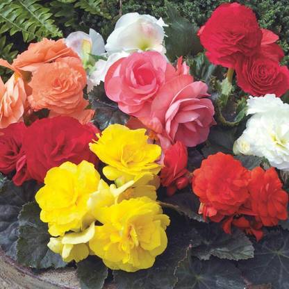 CYBEXIS GBPUT-61 - Begonia Tuberosa Double Flower Mix - (30 Seeds) Seed