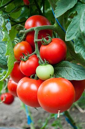 sm shop tomato Seed