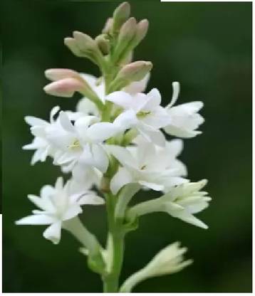 wequality Tuberose/Rajnigandha most fragrance live flower bulbs for home garden Seed
