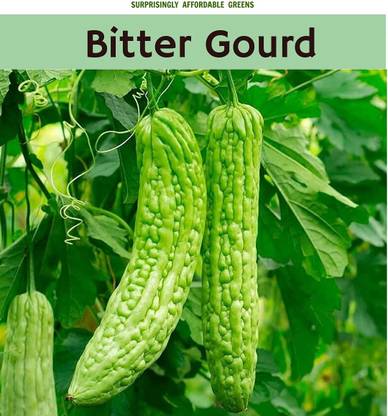 EKAKSHAR Hybrid Little champ bittergourd करेले के बीज Syngenta 200 Seeds A10 Seed