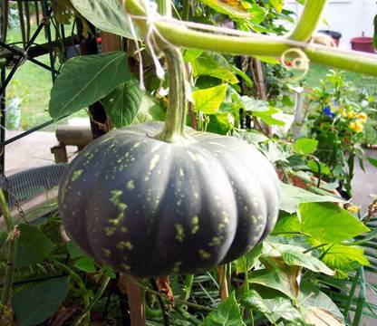CYBEXIS NDIR-17 - Cucurbita Pumpkin Premium Hybrid Quality - (300 Seeds) Seed