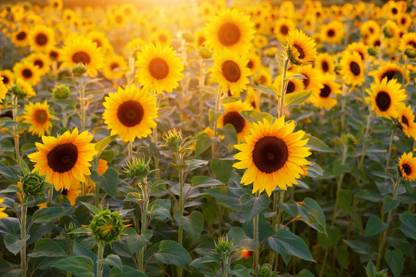 BDSresolve big sunflower seeds Seed