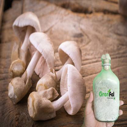 grenfel First First Generation 800Gm Paddy Straw Premium Quality Mushroom Spawn Seed