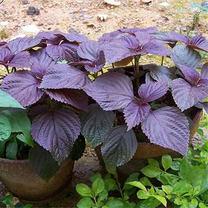 CYBEXIS High Yield Red Perilla Frutescens Shiso Seeds -250 Seeds Seed