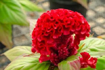 ENINE Flower Cockscomb Mixed Seeds (Open pollinated) | Sow and Grow 150 Seeds GH48 Seed
