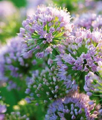 Biosnyg Allium, Pink Moon [50 Seeds] Seed