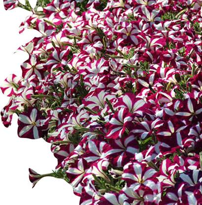 CYBEXIS PUAS-26 - Petunia Easy Wave Burgundy Star Flower - (180 Seeds) Seed