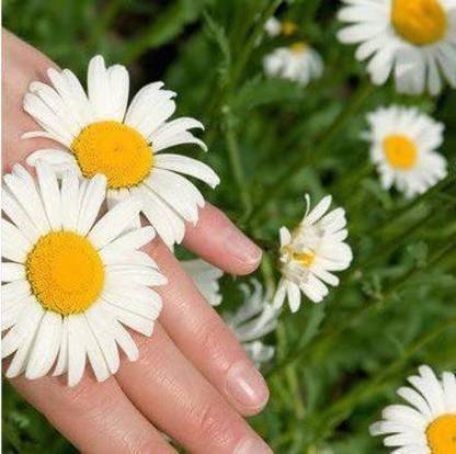 VibeX NDIR-85 - White Pyrethrum Chrysanthemum - (30 Seeds) Seed