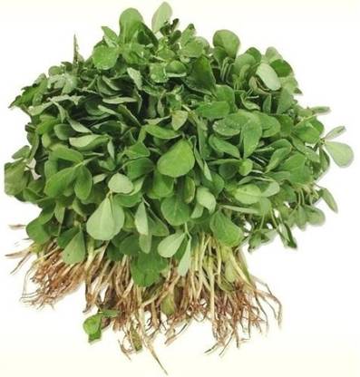 Flipkart SmartBuy Methi Fenugreek Leafy Plant Seed