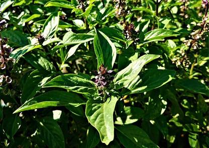 ASPEN Thiruneertru Pachilai Chedi | Thiruneertru Pachilai Healthy Live Plant | Not a Seed