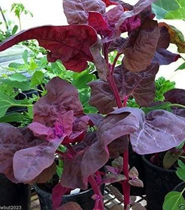 VibeX ® LXI-273 Triple Purple Spinach,Passion Spinach Seed