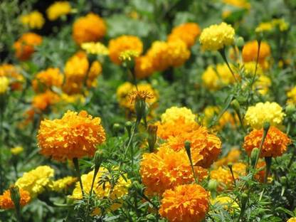 BDSresolve Marigold flower seeds for summer (Marigold seeds) PACK OF 211 Seed