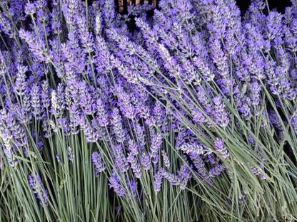 Quentova English Lavender Plant Seeds-Avandula Angustifolia Seed