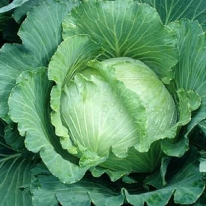 MYLAWN Cabbage Seeds - All Seasons Seed