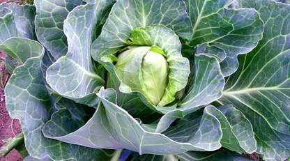 DHENU PRASAD 1532 F1 Hybrid Big Cabbage Seed