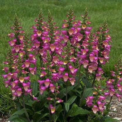 Biosnyg Digiplexis, Berry Canary [50 Seeds] Seed