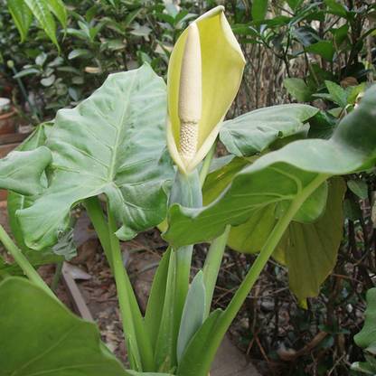 SREE Taro Root,Kachu Seed