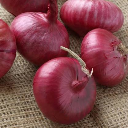 Quentova Ruby Red Onion Seed