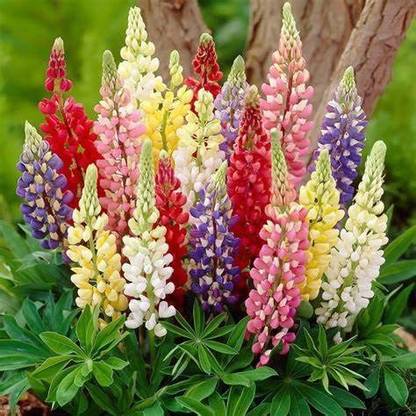 JRYU Lupin Russell Band Of Nobles Flowers Seed