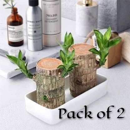 CuteHug Brazilian Lucky Wood, Lucky Wood, Good luck plant, Charm Tree, Mini Brazilian Wood Seed