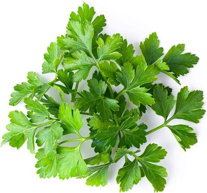 VibeX ® XXL-7 Green Italian Flat Leaf Parsley Seeds Seed