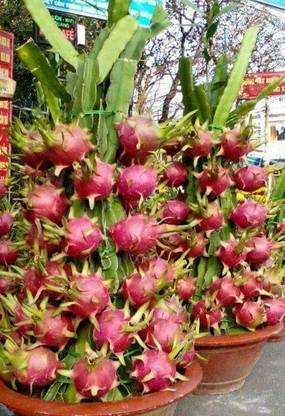 wequality Hybrid Red dragon fruit seeds for home plant Seed