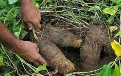 SUPRIKAM Elephant Foot Yam/khamba alu/mete alu Seed