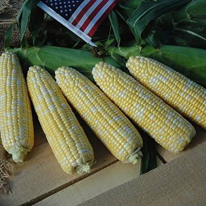 WILLVINE NDIR-587 Sweet Corn American Dream F1 Seed