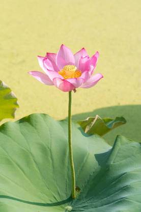 DIVINE lotus,kamal gatta Seed