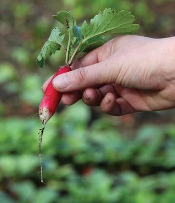 Qualtivate GBPT-2A D'Avignon Radish Seeds Seed