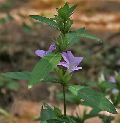 ASPEN December Poo Chedi | December Poo Healthy Live Plant | Not a Seed