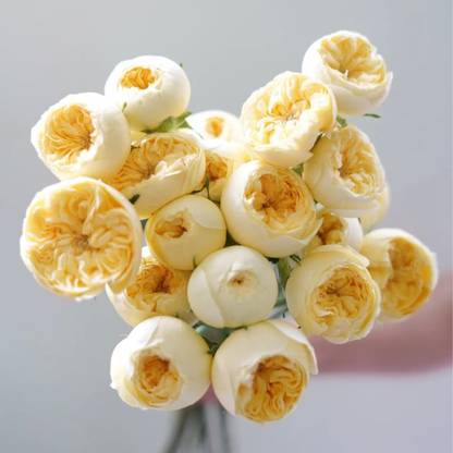 VibeX Rose “Catalina” Rose Seed