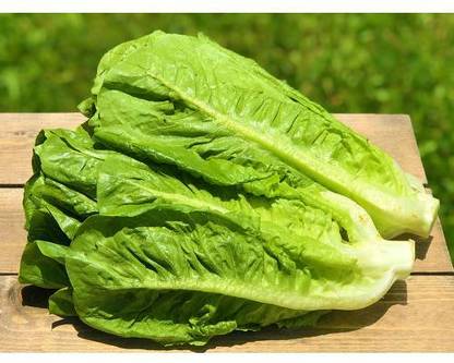 VIATION Romaine Lettuce Seed
